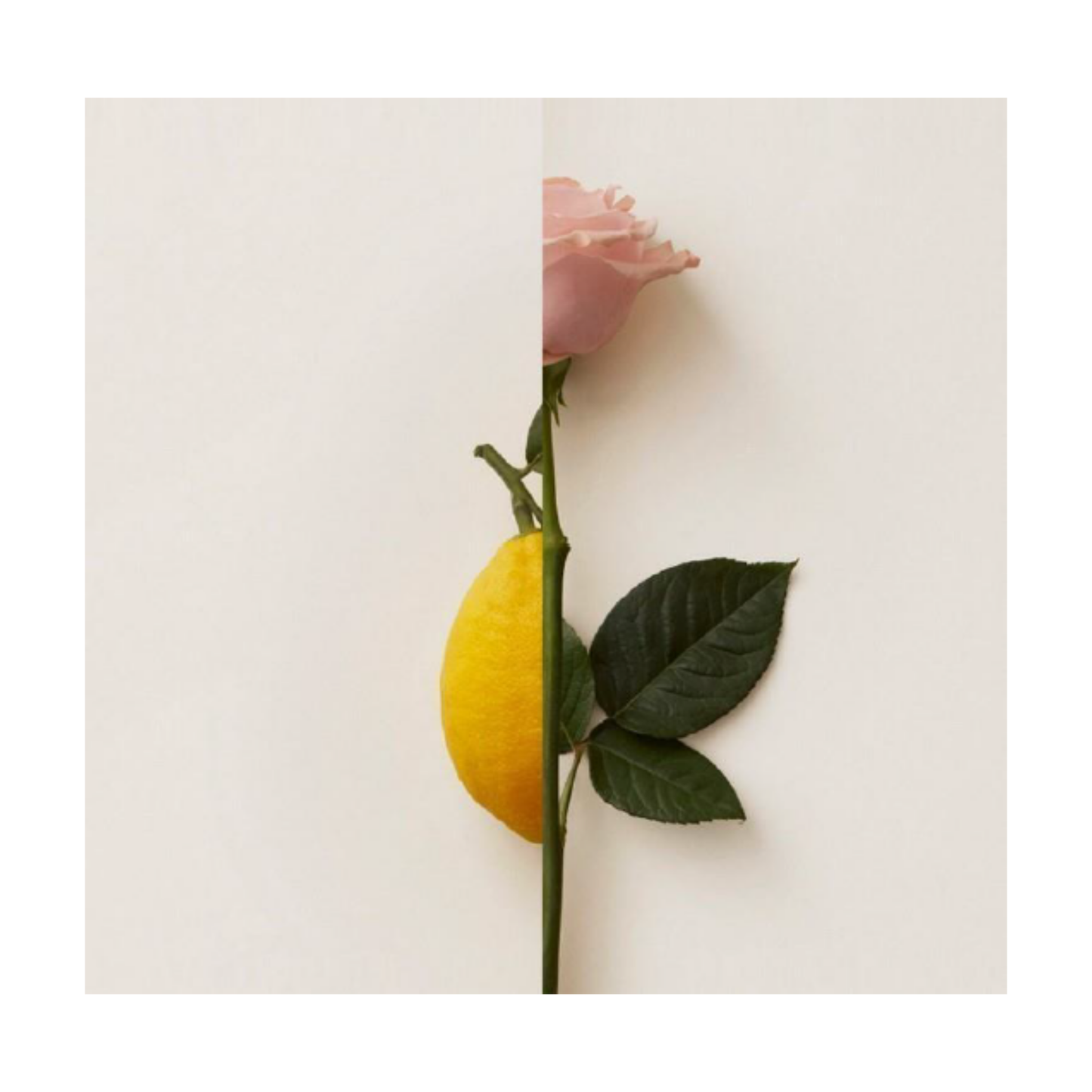 New Notes - Rosa Limone Extrait de Parfum 50ml